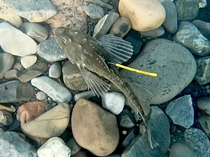 A tagged sculpin is underwater, resting on the rocky substrate. A yellow external tag is placed on the dorsal side of the fish. Work done with permits, community permission, and via approved protocols.