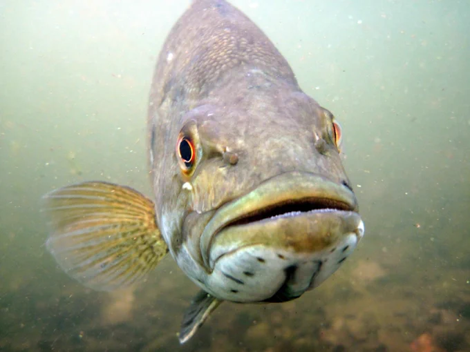 A close up shot of a smallmouth bass underwater.