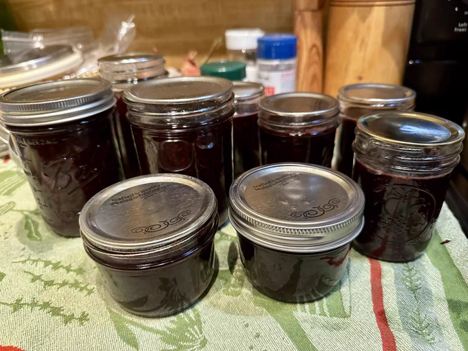 A green tea towel spread on a counter. Various sized jars filled with dark purple jam and covered in metallic lids sit on the towel.