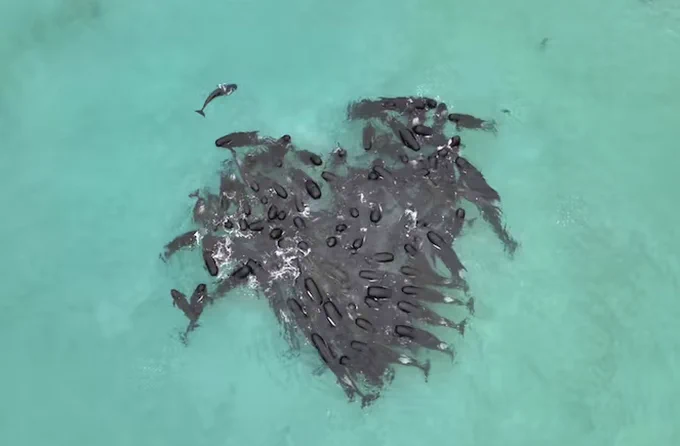 In the middle is a heart shape made up of numerous black whales. Surrounded by blue-green sea