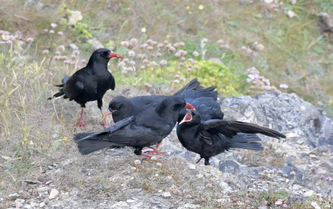 Adult Cornish Choughs with young taken by Geoff Rogers