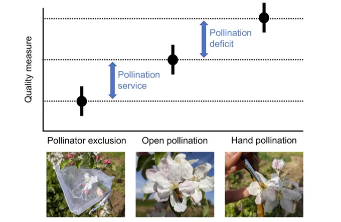 Image: Fig. 1 from the article: Schematic visualisation of the pollination metrics used to quantify quality change.