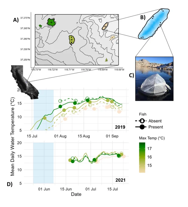 Location, timing, and methods of emergent insect sampling. (A) Location, fish status, and relative water temperature of six study lakes along an elevation gradient in the central Sierra Nevada. (B) Bathymetric map of one study lake (cold, with fish) and approximate distribution of emergence traps in the littoral zone. (C) Image of the floating traps (area 0.27 m2) used to capture insects from the littoral zone of each lake. (D) Water temperatures recorded in the epilimnion of each lake over the course of 2019 and 2021 sampling periods (lines), along with the dates at which samples were collected from each lake (circles). Blue boxes show the approximate dates in each year when the study lakes became ice-free.