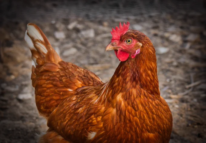 A chicken.