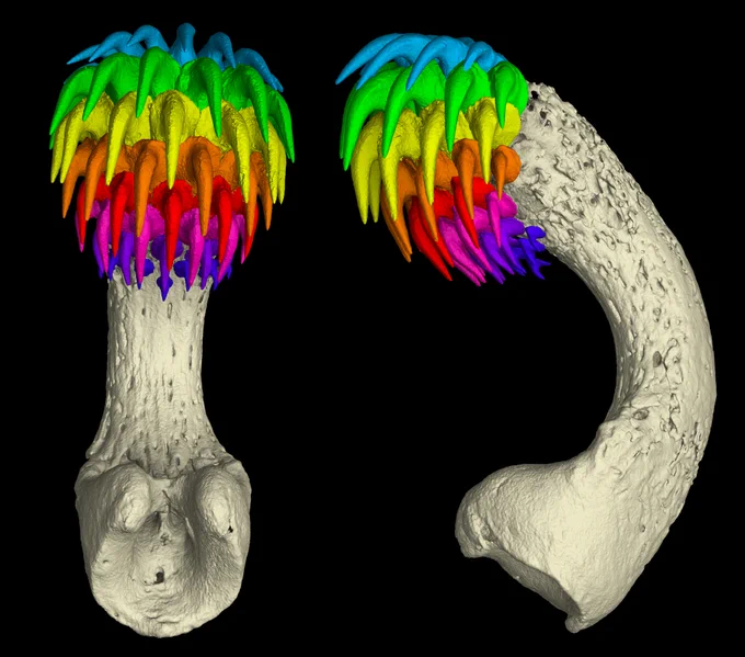 Two views of a CT scan of a tenaculum. It’s curved like a banana but with a spiky top. The tooth parts on the top are conical and highlighted in rainbow colors.