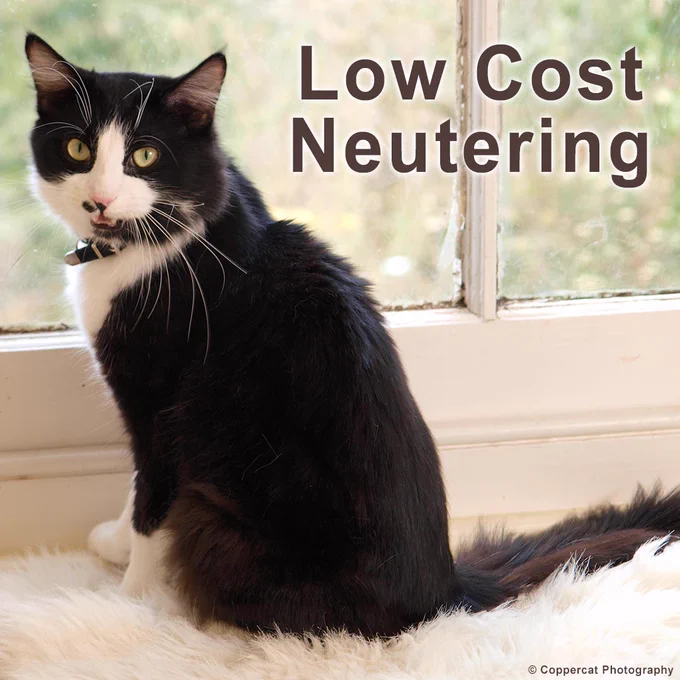 A tuxedo cat sitting on a fluffy white blanket in front of a window.

The caption (top right) reads: “Low Cost Neutering”.

Photo: © Coppercat Photography
