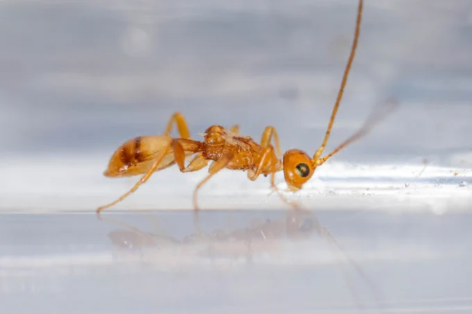 Pale amber/orange slender braconid wasp, the wings... terminate in little orange balls. 