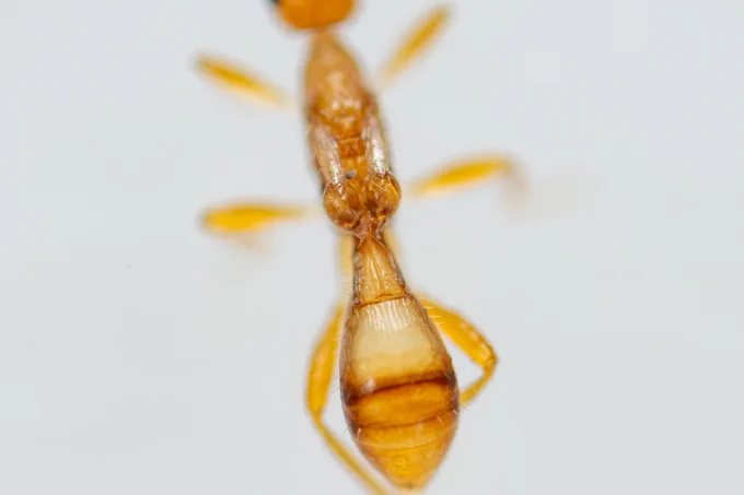Close-up of the back, and those strange wing balls 
