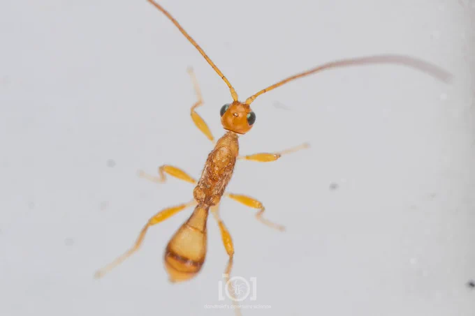 Wider top view. Also visible are the greenish compound eyes, and tiny simple eyes on the top of the head