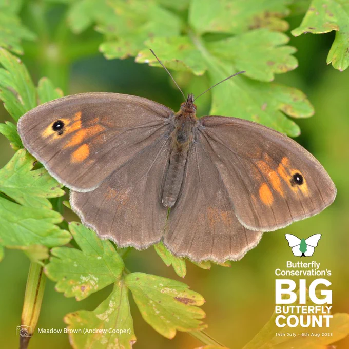 Meadow Brown butterfly resting with wings open on green leaves. Photo credit Andrew Cooper. Butterfly Conservation's Big Butterfly Count logo