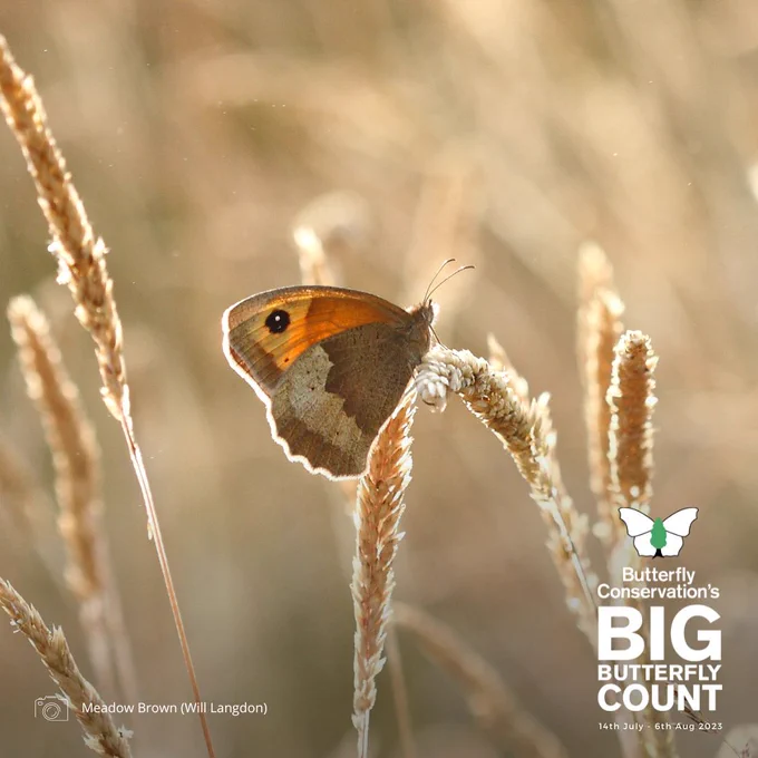 Meadow Brown butterfly resting with wings closed on grass. Photo credit Will Langdon. Butterfly Conservation's Big Butterfly Count
