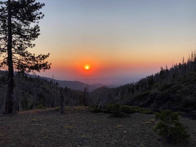Poppies by Dawson's Place, July 2022. USDA Forest Service photo by Nicholas Lashway.