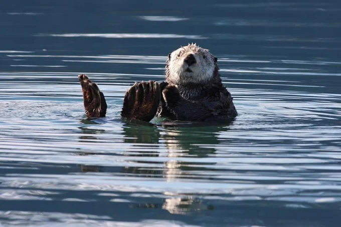 A sea otter floats on back with flippers sticking out the water.