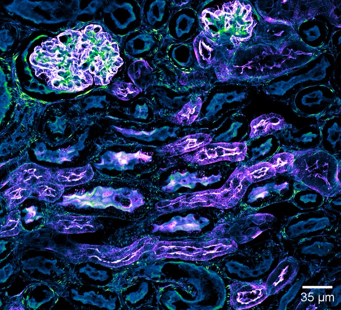 Cropped region from the previous max intensity projection image; Phalloidin = Green Fire Blue; WGA = Magenta Hot.