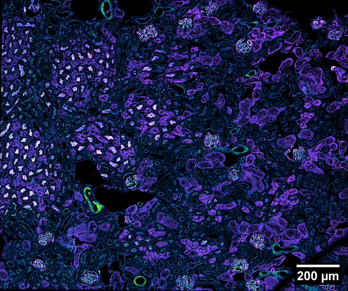 Molecular probes kidney section 2D large image overview with a 40X oil objective on a Nikon AXR confocal. Phalloidin is shown in the Green Fire Blue LUT and wheat germ agglutinin (WGA) is shown in the Magenta Hot LUT on FIJI.