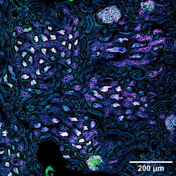 Max intensity projection of stitched tiles from a square ROI from the previous overview. Phalloidin = Green Fire Blue; WGA = Magenta Hot.