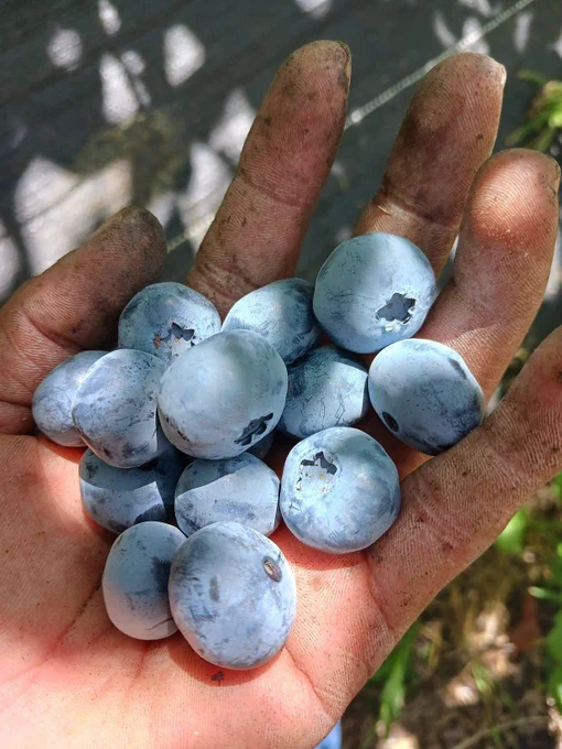 Worker holding a handful of the blueberries she is harvesting