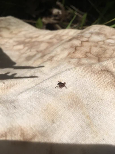 Adult tick on a canvas drag laying on the ground