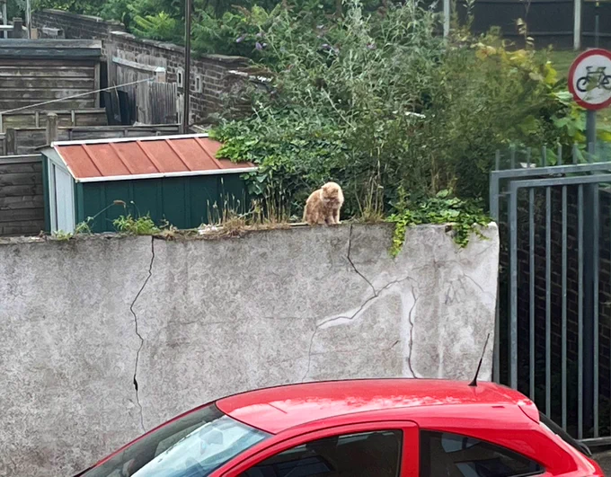 A fluffy ginger cat sits atop a white garden wall. There is a red car parked in the foreground, and hedges and bushes behind the wall.
