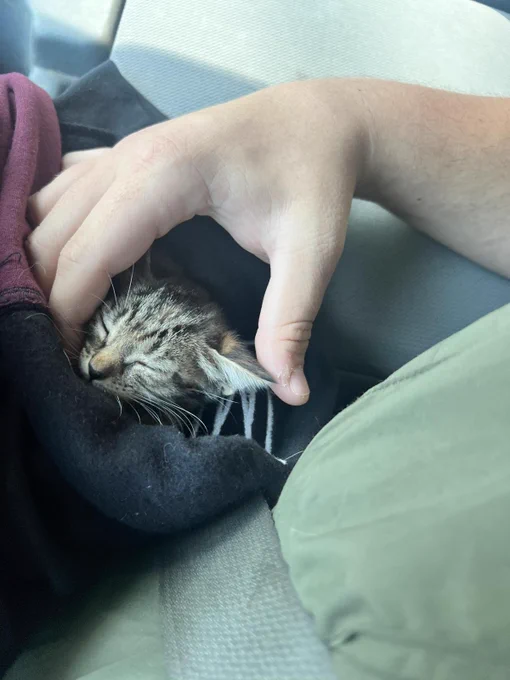 A small tabby kitten with greyish brown coloring is wrapped up in fleece with only her head peering out. A young man is gently stroking her head.