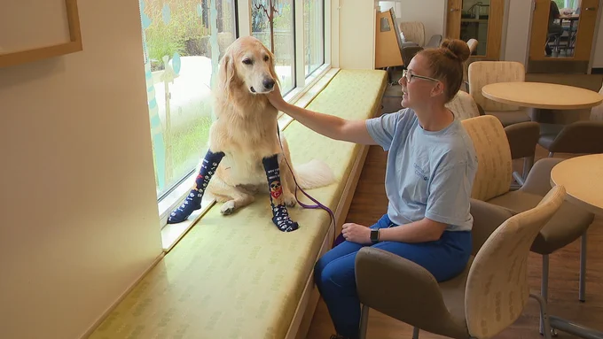Soft socks and furry friends: Fundraising effort supports Cincinnati Children's Hospital therapy dog program (WKRC)