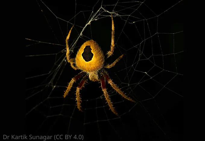 yellow orb weaver spider on a black backgroud