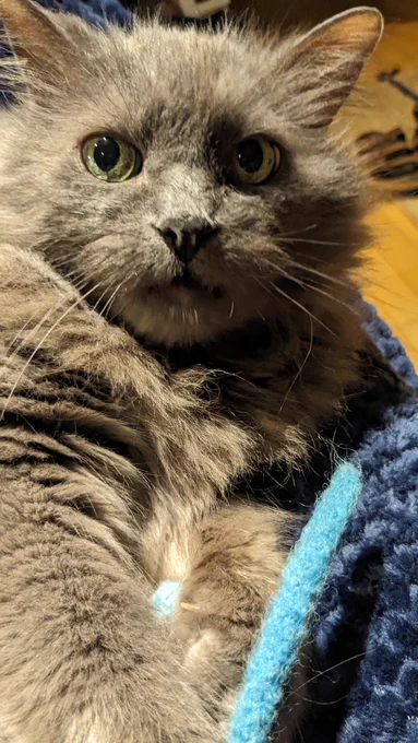 Very close up photo of a fluffy grey cat Looking slightly to the left of the camera 