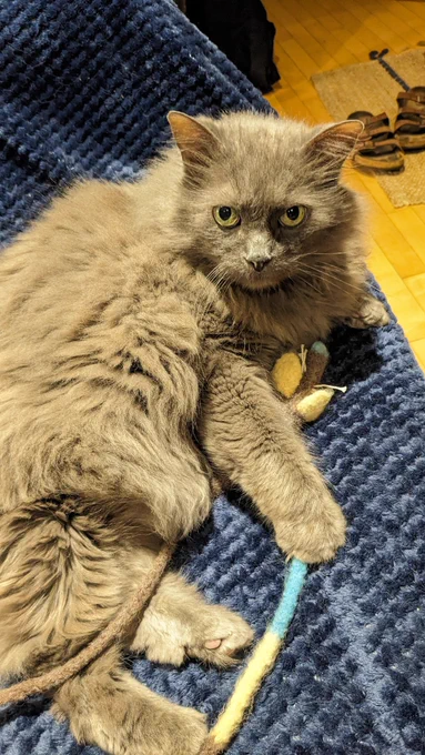 Photo of a fluffy grey cat staring into the camera with a somewhat disgruntled expression 