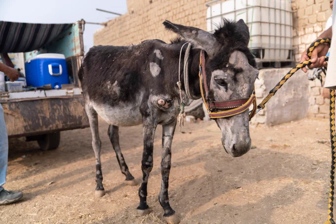 Donkeys forced to work six days a week in blistering heat hidden victims of boom, writes Environment editor @NadaFarhoud
