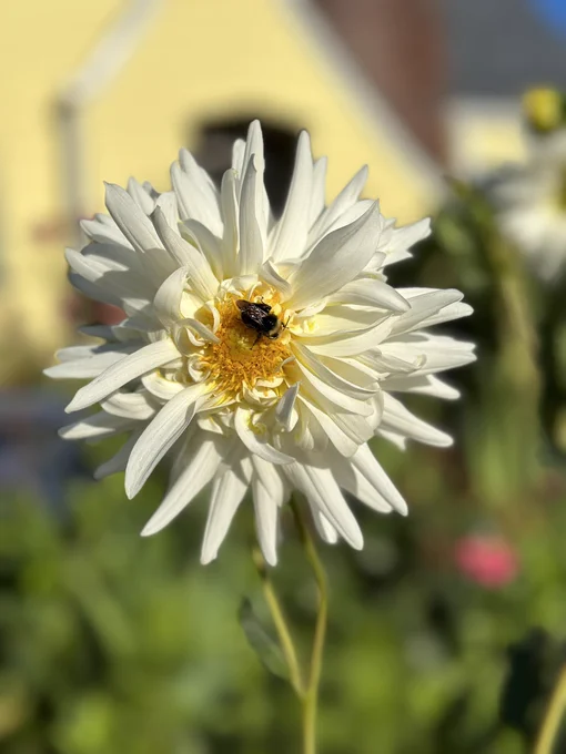 A white cactus style dahlia in the morning with a sleeping bumble bee in the yellow center.
