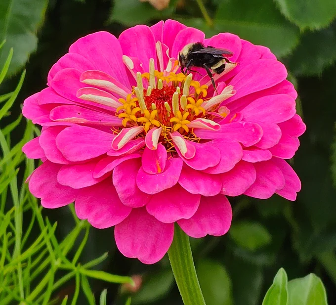 A hot pink zinnia closeup with a bumble bee sitting in the center