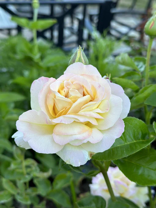 A creamy pale peach pink peace rose blooming in focus with blurred greenery around it
