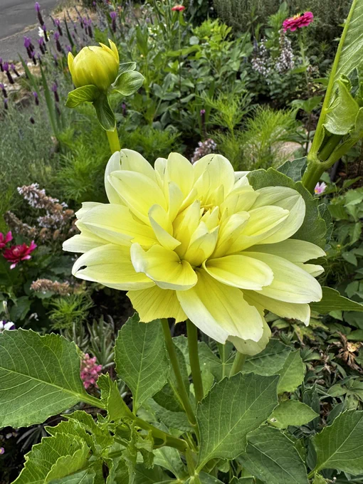 A yellow dahlia with creamy subtle stripes on the petals, with greenery all around