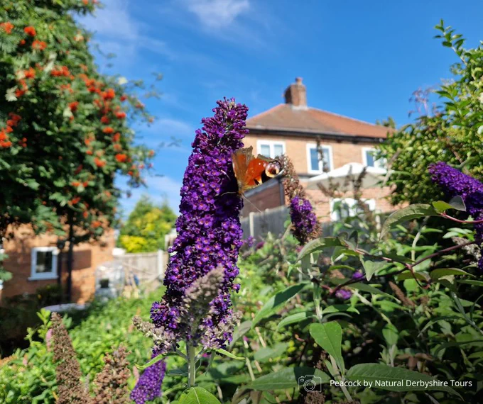 Peacock butterfly on a buddleia in a sunny garden with houses and blue sky in the background. Photo credit Natural Derbyshire Tours