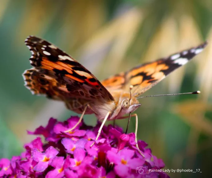 Painted Lady feeding on pink buddleia flower. Photo credit @phoebe__17_