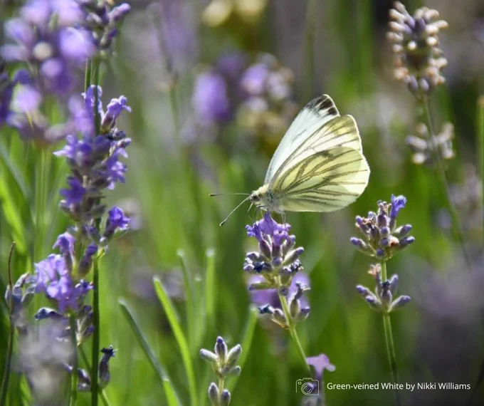 Green-veined White butterfly on lavender. Photo credit Nikki Williams