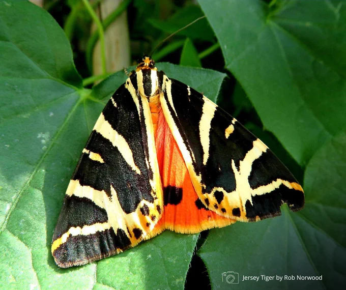 Jersey Tiger moth on a green leaf. Photo credit Rob Norwood