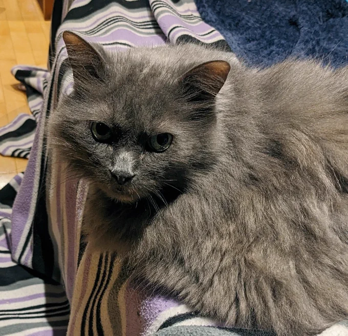 A grey cat with a very disapproving stare