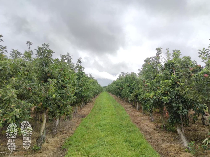 View through the orchards in the Kent countryside