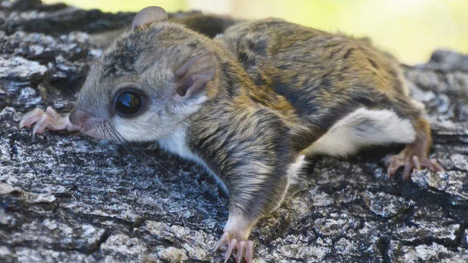 A young southern flying squirrel clings to the bark of a tree, waiting the opportune moment to launch and descend with style. 

This photo is taken by our friend and coworker, Jena Donnell. 