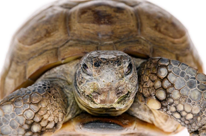 Photograph of Gus the gopher tortoise head on, with a white background. 