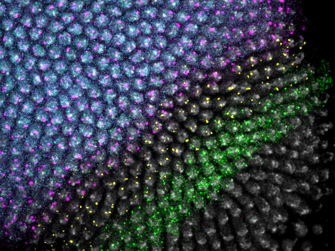 Confocal microscopy image of the posterior of a blastoderm stage Drosophila embryo. DAPI staining in greyscale, wg transcript in green, cad intronic transcript in yellow, opa transcript in magenta, Opa protein in cyan.