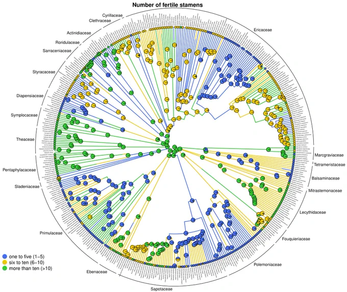 

The image shows the phylogenetic reconstruction of Ericales with the ancestral state reconstruction of the number of fertile stamens. Pies on the nodes show the most likely state at each node and the branches represent one randomly drawn stochastic map. The number of fertile stamens has three states shown in different colors: blue (1-5), yellow (6-10), green (>10).