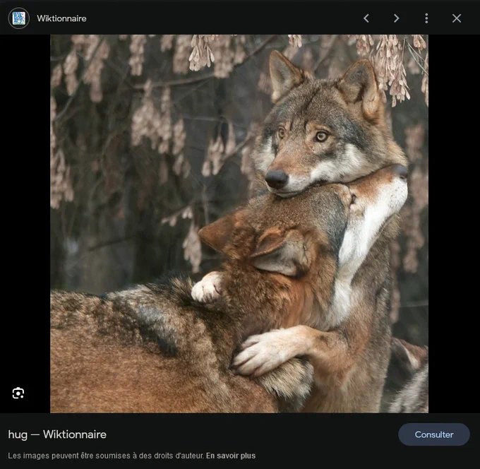 deux loups se faisant un câlin