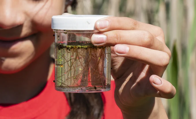 A hand holding a collection jar containing water and plants from the Delta. 