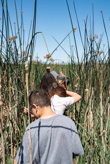 Students walking through tall plants during a field outing. 