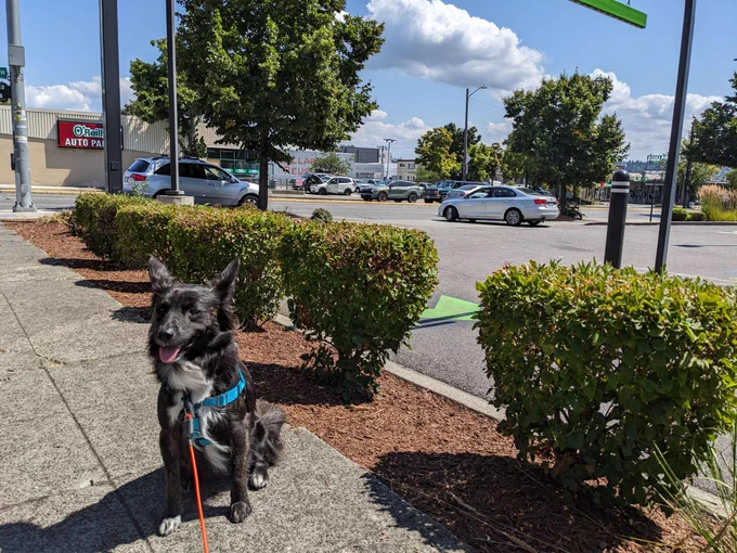 Bean (a cute, shaggy-haired black and white dog) sits on the sidewalk near 15th Ave NW.