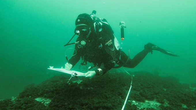 Jen surveying corals in Sydney - supplied Jen Matthews