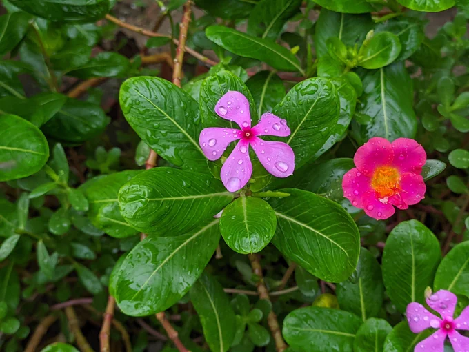 Capture by 5 years old device redmi Note 7 pro 