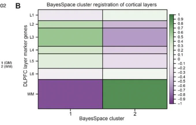 Supplementary Figure 11. Unsupervised clustering with BayesSpace separates white and gray matter clusters in all tissue sections.